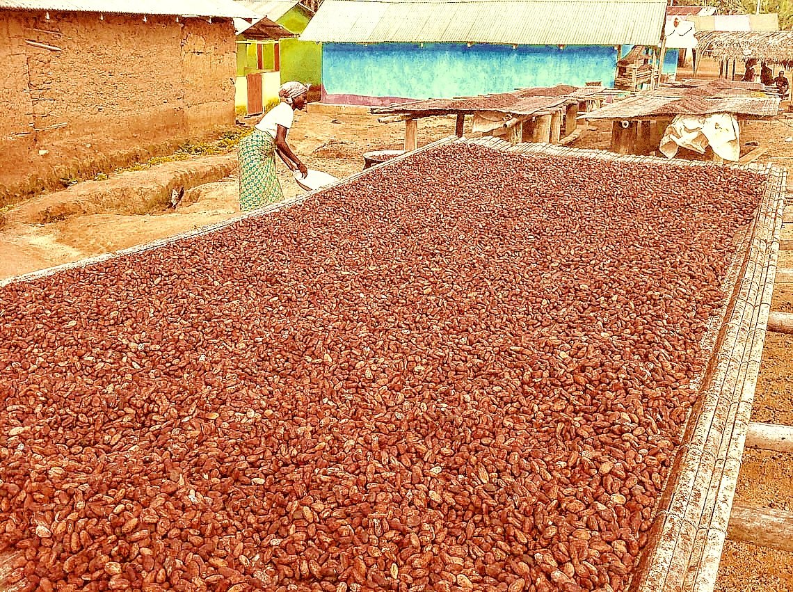 Drying cocoa beans