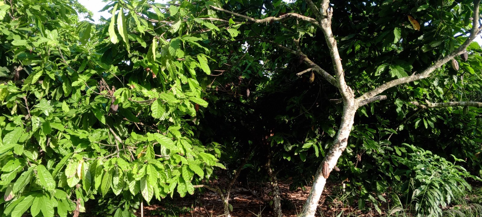 Cocoa farm