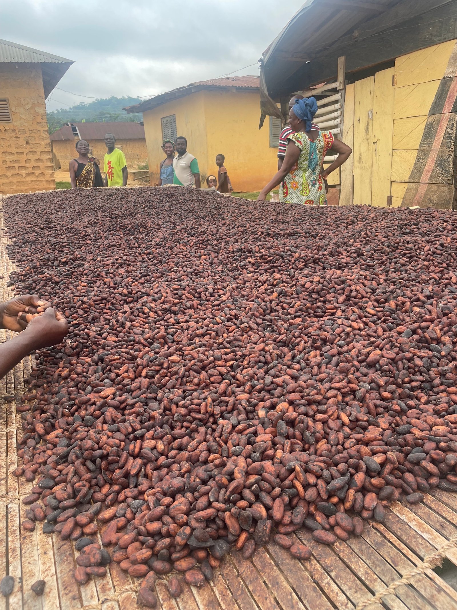 Beans on the drying rack